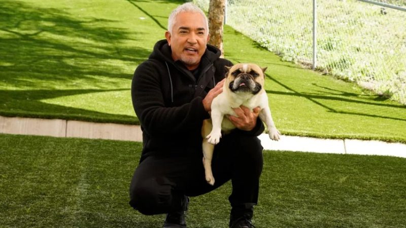 Cesar Millan Fan Mail Address