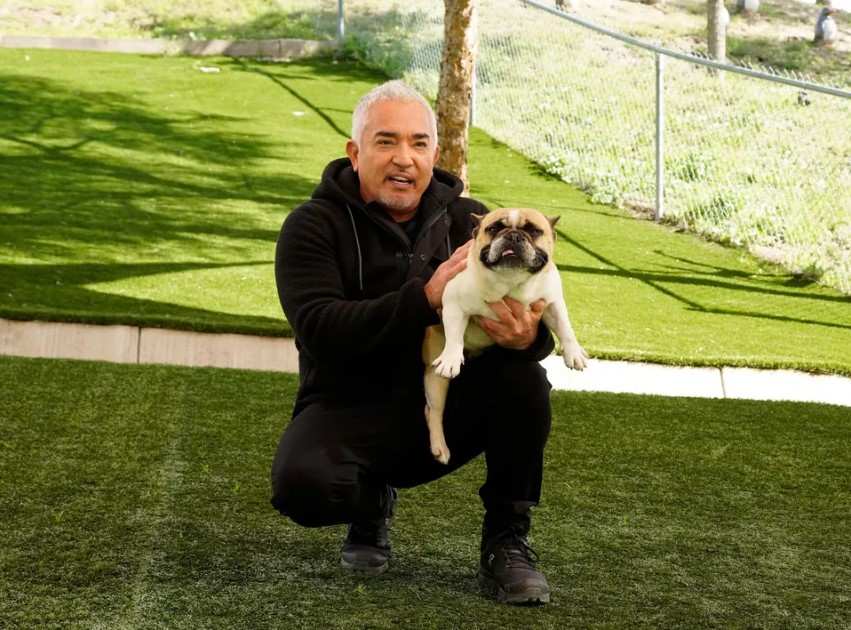 Cesar Millan Fan Mail Address